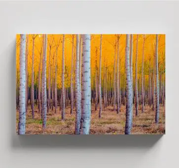 PAISAGENS E LUGARES - Código 119